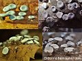 Diderma hemisphericum-amf1980